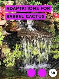Barrel cacti are various members of the two genera echinocactus and ferocactus, found in the deserts of southwestern north america. Learn Adaptations For Barrel Cactus How To Guides Tips And Tricks Growing Blackberries Grass Seed Growing Seeds