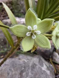 Image result for Kanahia laniflora