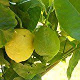Pin On Citronnier