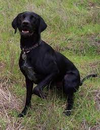 Because this dog has a hunting or retrieving instinct, especially inherited from its labrador parent, help your dog get accustomed to other pets and also with people like your friends and relatives. German Shorthaired Lab Dog Breed Information And Pictures