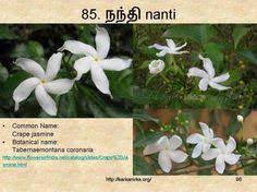 This versatility with its beauty is what captivates us. 99 à®šà®™ à®• à®‡à®²à®• à®• à®¯ à®®à®²à®° à®•à®³ Ideas Flower Names Flowers Botanist