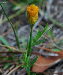 Image result for Polygala arenaria