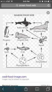 This Is An Example Of An Ocean Food Web Kids Worksheets Printables Ocean Food Web Energy Pyramid