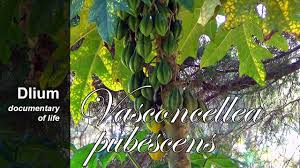 Image result for Vasconcellea pubescens