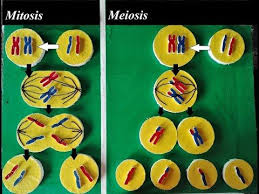 My Old Simple And Easy Cell Division Model Idea Youtube In 2020 Mitosis Meiosis Biology Projects