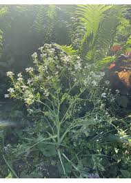 Image result for Crambe