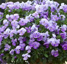 Bulk Pansy Seeds Pansy Cascade Beauty Pansies Flower Seeds Flowers