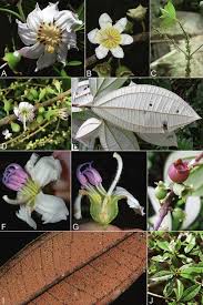 Image result for Bellucia