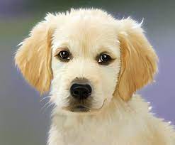 Minyatür köpek ırkları, yaşlandıkça daha fazla büyümeyen köpek türleridir. Kopek Fino Masali I Kopek Masali I Yavru Kopek Fino