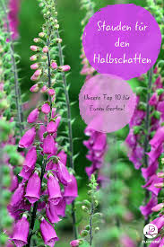 Naturarten hatten es bislang schwer mit unseren klima, weil sie wenig resistent waren. Stauden Fur Den Halbschatten Unsere Top 10 Perennials Can Lights Light In The Dark