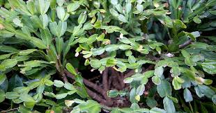 In this article, you will learn all the tricks you need to know, which will prepare you to start propagating most cactus will root within a month, but it may take longer for new growth to show. Why Your Christmas Cactus Has Woody Stems Gardener S Path