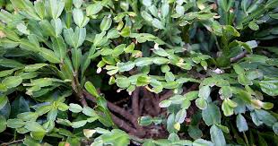 Unfortunately all southern windows are under a large awning, with large pine trees for shade. Why Your Christmas Cactus Has Woody Stems Gardener S Path