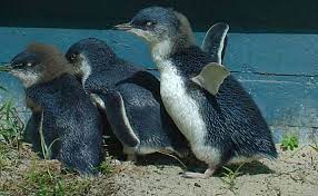 Little Penguin Observation Centre Burnie Tasmania Penguins Tasmania Types Of Penguins