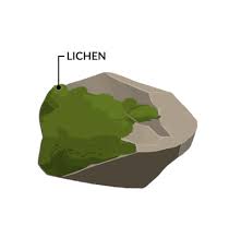 3 Mechanical Weathering Processes That Break Down Rocks Earth How Cartoon stone texture free vector. 3 mechanical weathering processes that