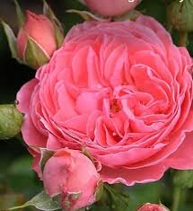 Pin By Emine Guven On Roses Rose Plant Care Planting Roses Growing Roses