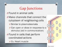 Cancer cells lack gap junctions, disabling the cells from communication. Cell Junctions Section Ppt Download