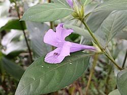 Image result for Barleria cristata