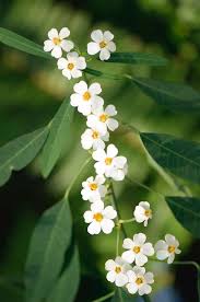 Image result for Euphorbia fulgens