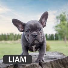 Welcome to rock river puppies! Products Archive French Bulldog Breed