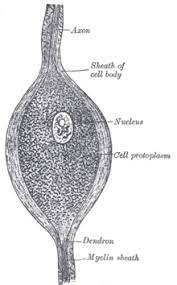 Nervenzellen sind die strukturellen und funktionellen grundeinheiten des nervensystems. Bipolare Nervenzelle Wikipedia
