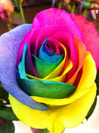 4.5 out of 5 stars. Rainbow Colour Rose Flowers Novocom Top