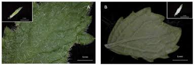 Image result for Cyphostemma saxicola