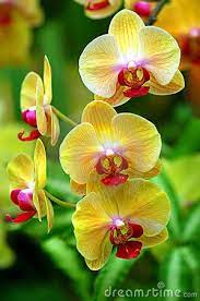 Pin On Orchids