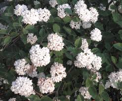 This lotion (in the coconut water and mimosa flower scent) is the absolute best. The 10 Most Fragrant Flowers For A Blissfully Scented Garden