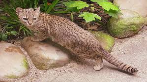 The colocolo (leopardus colocolo) is a small spotted and striped cat native to the west andean as traditionally defined, the colocolo occurs in the widest range of habitats of any small south american. Colocolo Guia De Fauna Rutachile
