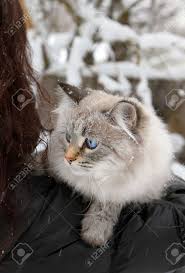 The neva masquerade cat is a grand breed with a strong, muscular body and pleasant disposition. Siberian Neva Masquerade Colourpoint A Cat On Walk In Winter Stock Photo Picture And Royalty Free Image Image 54421153