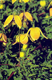 Check spelling or type a new query. Articles Clematis Zrodlo Dobrych Pnaczy