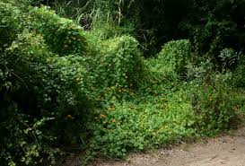 Image result for Momordica kirkii