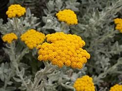 Image result for Helichrysum sulfureofuscum
