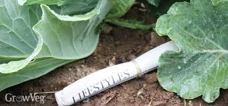 The earwigs hide inside the moist paper. Dealing With Earwigs In Your Vegetable Garden