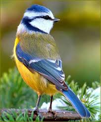 Die Vogel Blaumeise Comtoise Spaziergange Photos Blaumeise Comtoise Die Photos Spaziergange Vogel Blaumeise Meise Exotische Vogel