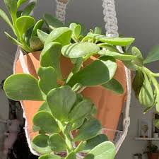 Image result for Kleinia