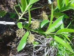 Image result for Combretum erythrophyllum