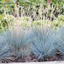 Blauschwingel Blauschwingel Garten Schluter Pflanzen