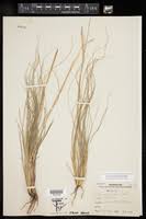 Image result for Elionurus