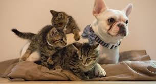 Reach out ethical frenchie today. Photos Video Omg This French Bulldog Is A Foster Dad To Aspca Kittens Gothamist