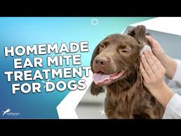 Image result for scabies dog ear