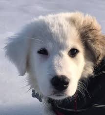Become an active waiting family. Vt Dog Rescue