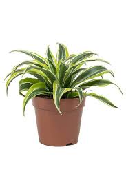 Maybe you would like to learn more about one of these? Lemon Lime Mini Dracaena Indoor Plants Plantshop Me