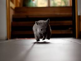 This woman rescued a tiny baby wombat after she lost her mom and helped her grow big and strong. Susser Herzensbrecher Baby Wombat Kommt Auf Touren
