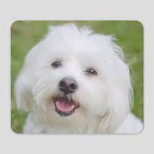 Coton De Tulear Silhouette Phone & Tech