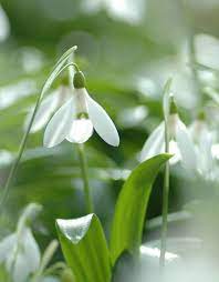 The powerful snowdrop engine enables ubisoft content creators to set their creative minds free. Buy Galanthus Woronowii Giant Snowdrop Small Bulb Stinzenplant De Warande Strongbulbs Com