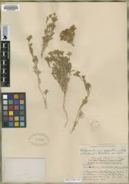 Image result for Agrocharis incognita