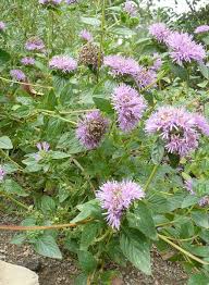 Image result for Polystachya villosa