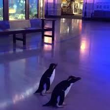 Order your pet supplies now and buy pet prescriptions online, pet medication & pet care supplies from. Stuck At Home You Can Still Explore The Zoo Or Aquarium Some Penguins Could Too The New York Times