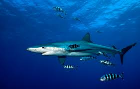Prionace Glauca Blue Shark